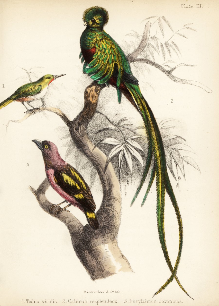Jamaikan tody, räjähdysmäinen quetzal ja raidallinen leveänokka. 1855 (litografia) tekijältä Bauerrichter