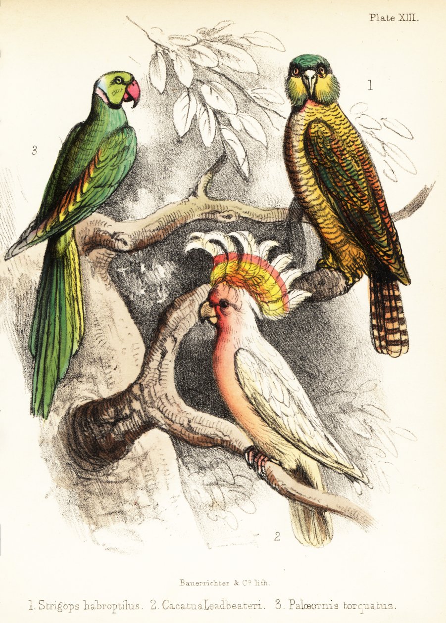 Kakapo, majuri Mitchellin kakadu ja Alexandrine papukaija. 1855 (litografia) tekijältä Bauerrichter