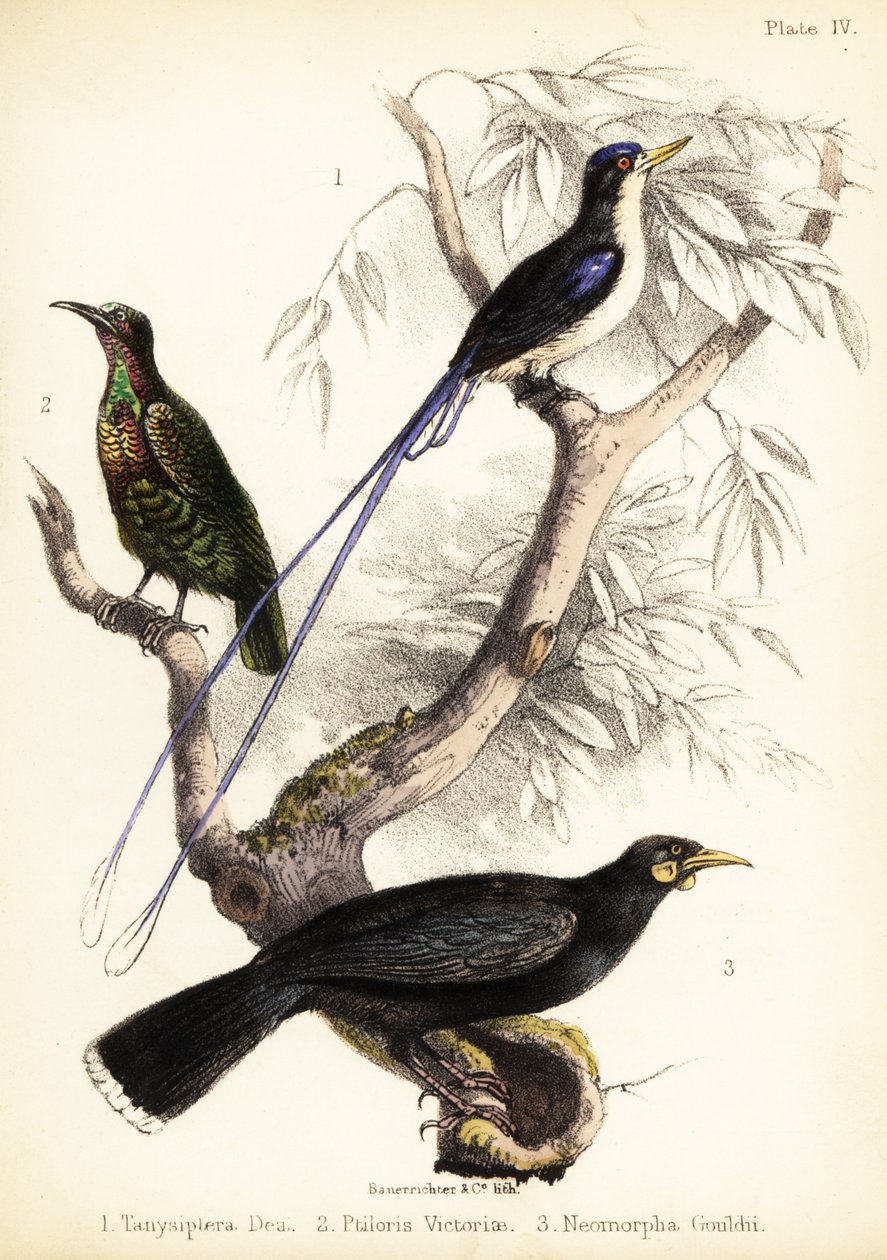 Bert pescador del paradís, ocell rifle de Victòria i huia extinta. 1855 (litografia)finès tekijältä Bauerrichter