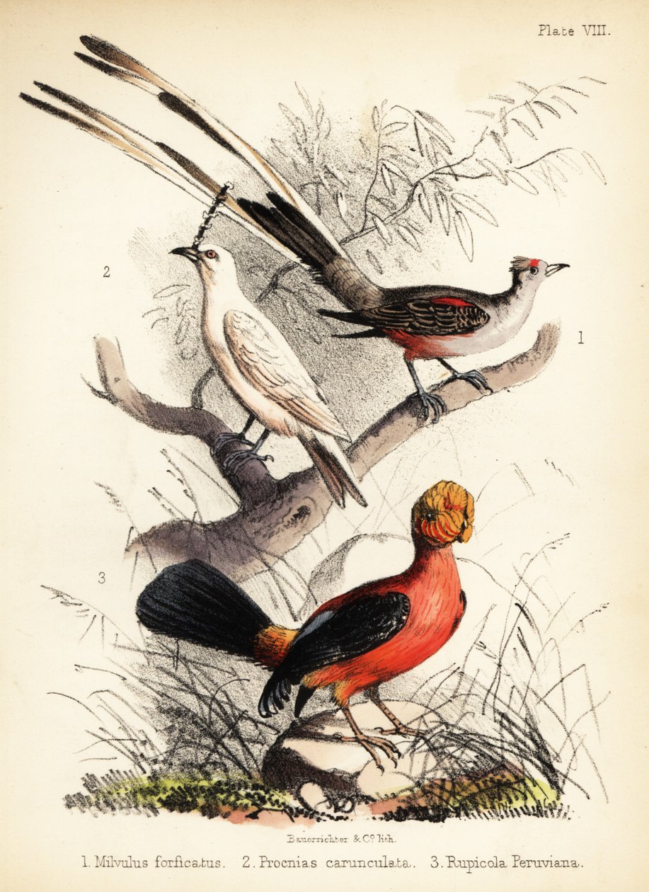 Saksihäntäkärpässieppo, valkoinen kellolintu ja Andien kukko 1855 (litografia) tekijältä Bauerrichter