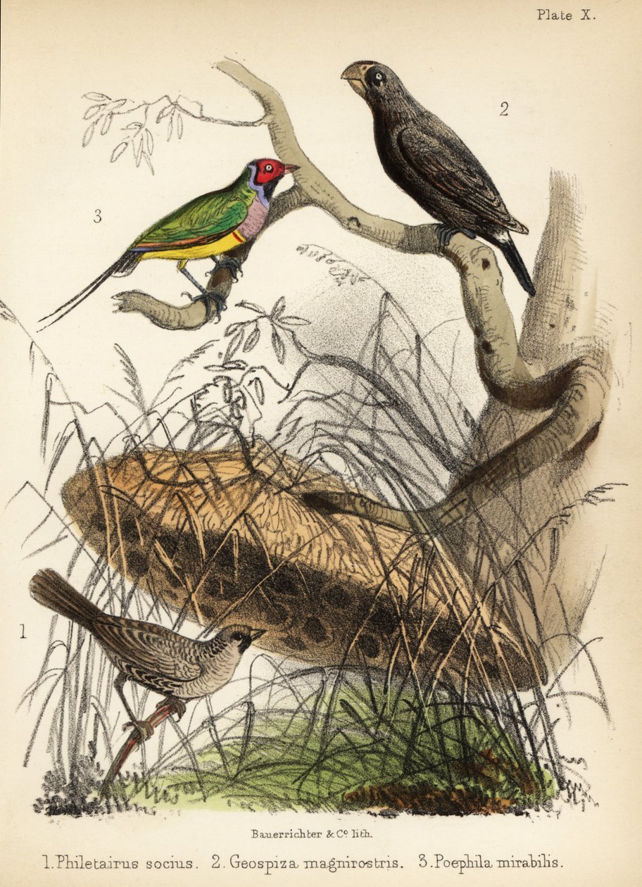 Seurallinen kutoja, iso peippo ja gouldipeippo. 1855 (litografia) tekijältä Bauerrichter