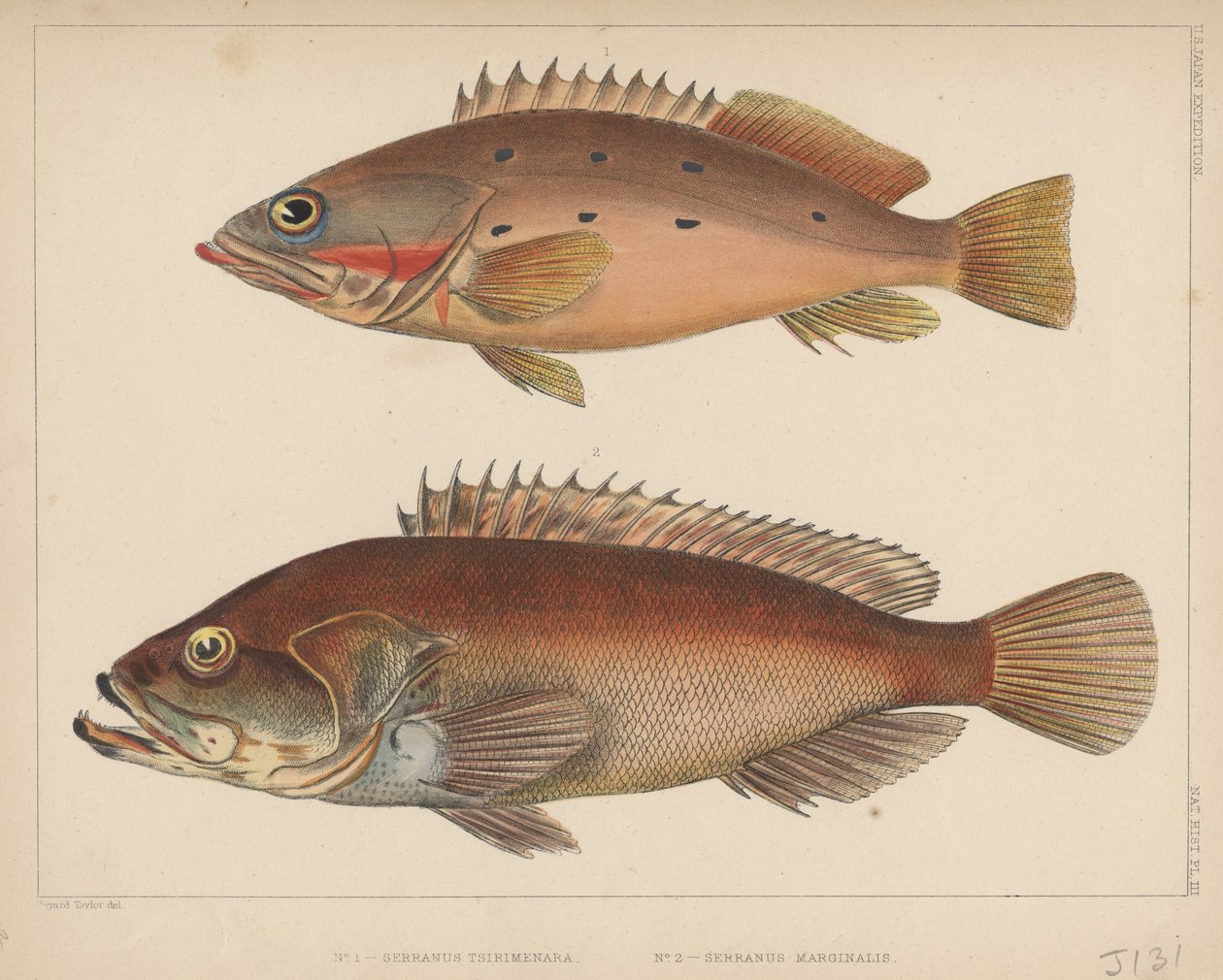 1. Serranus Tsirimenara, 2. Serranus Marginalis, 1855 tekijältä Bayard Taylor