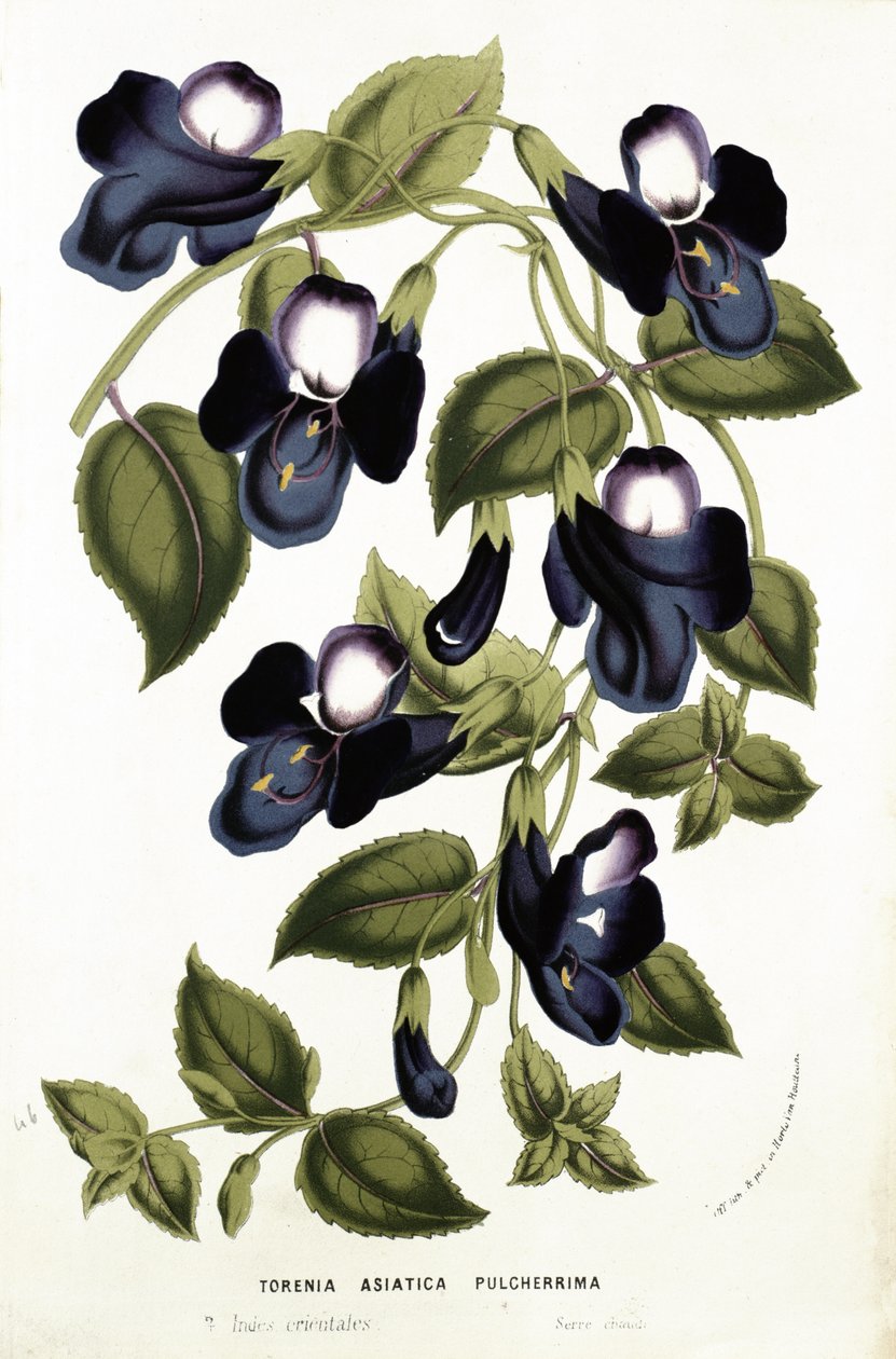 Torenia Asiatica pulcherrima, Louis van Houtten (1810-76) "Horto Van Houtteanosta" n. 1860 (chromolitho) tekijältä Belgian School