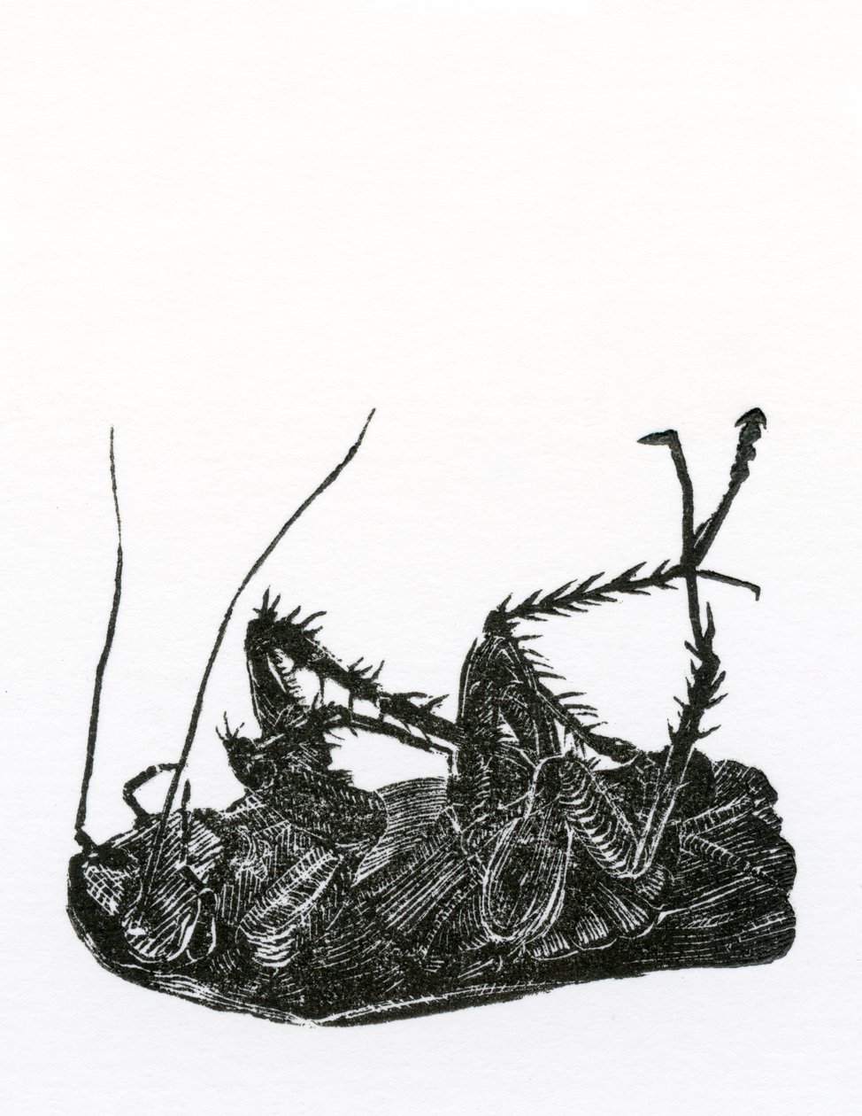 Dead Cockroach, 2014, (puukaiverrus paperille) tekijältä Bella Larsson