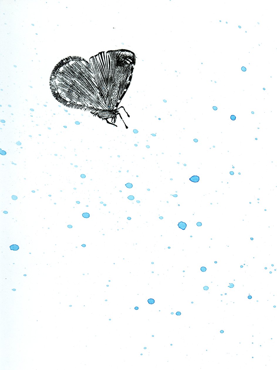 Moth {Fay-erie Dust}, 2014 (puukaiverrus ja akvarelli paperille) tekijältä Bella Larsson