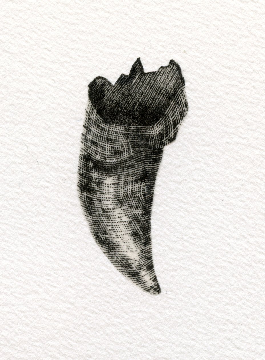 Kissan hammas, 2014, (puukaiverrus paperille) tekijältä Bella Larsson