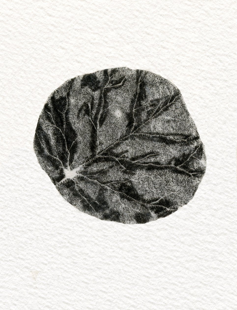Lehti, 2014, (puukaiverrus paperille) tekijältä Bella Larsson