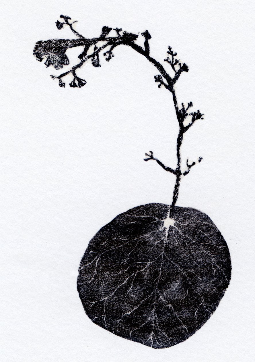 Jäkälälehti, 2014 (puukaiverrus, kollaasi paperille) tekijältä Bella Larsson