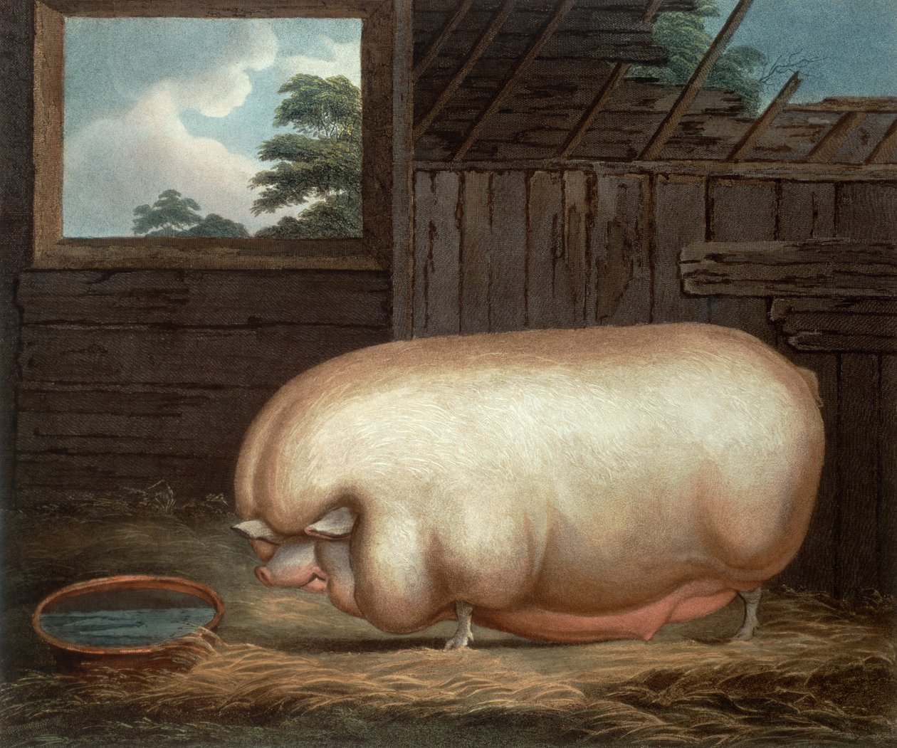Tämä merkittävä eläin..., kaiverrus John Whessel (n. 1760-1823), 1808 tekijältä Benjamin Gale