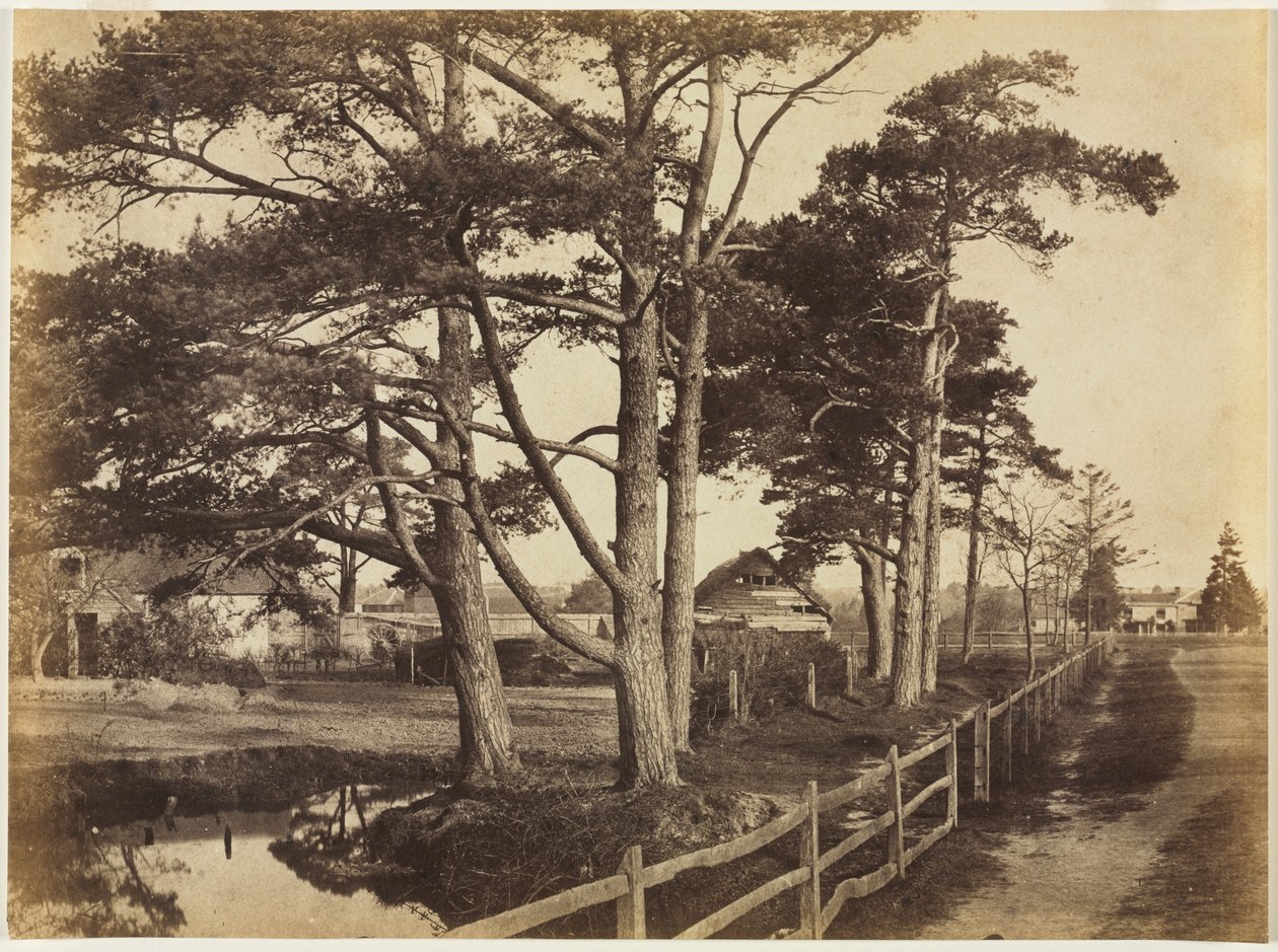 Scotch Firs, Hawkhurst tekijältä Benjamin Brecknell Turner