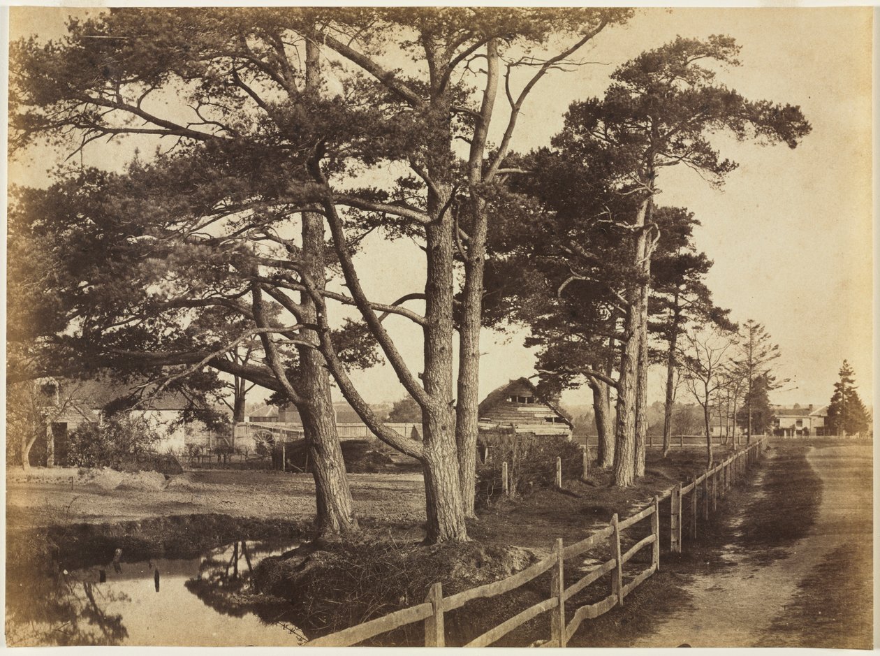 Scotch Firs, Hawkhurst, 1853. tekijältä Benjamin Brecknell Turner