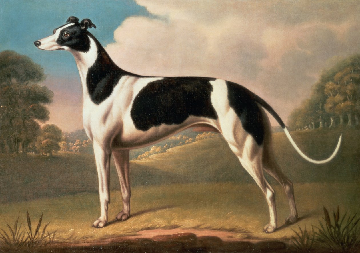 Greyhound, 1800 öljy kankaalle tekijältä Benjamin Killingbeck