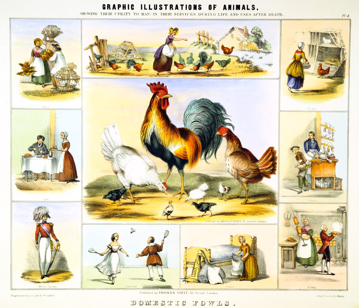 Kotikana, c1850 tekijältä Benjamin Waterhouse Hawkins