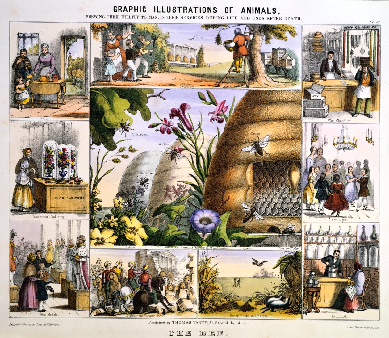Mehiläinen, c1850 tekijältä Benjamin Waterhouse Hawkins