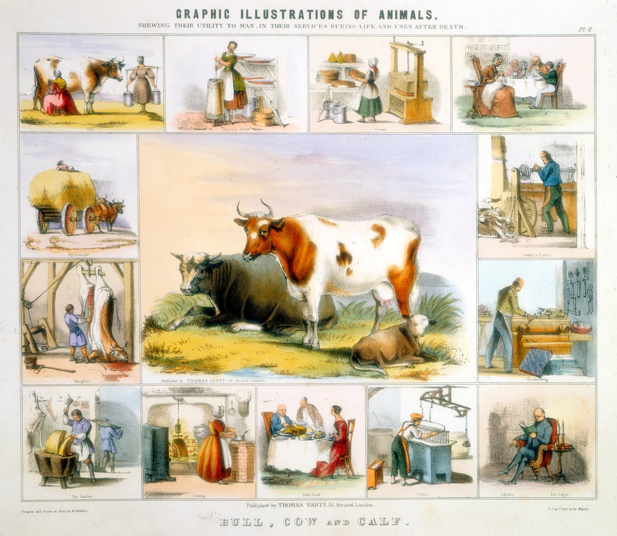 Lehmä, c1850 tekijältä Benjamin Waterhouse Hawkins