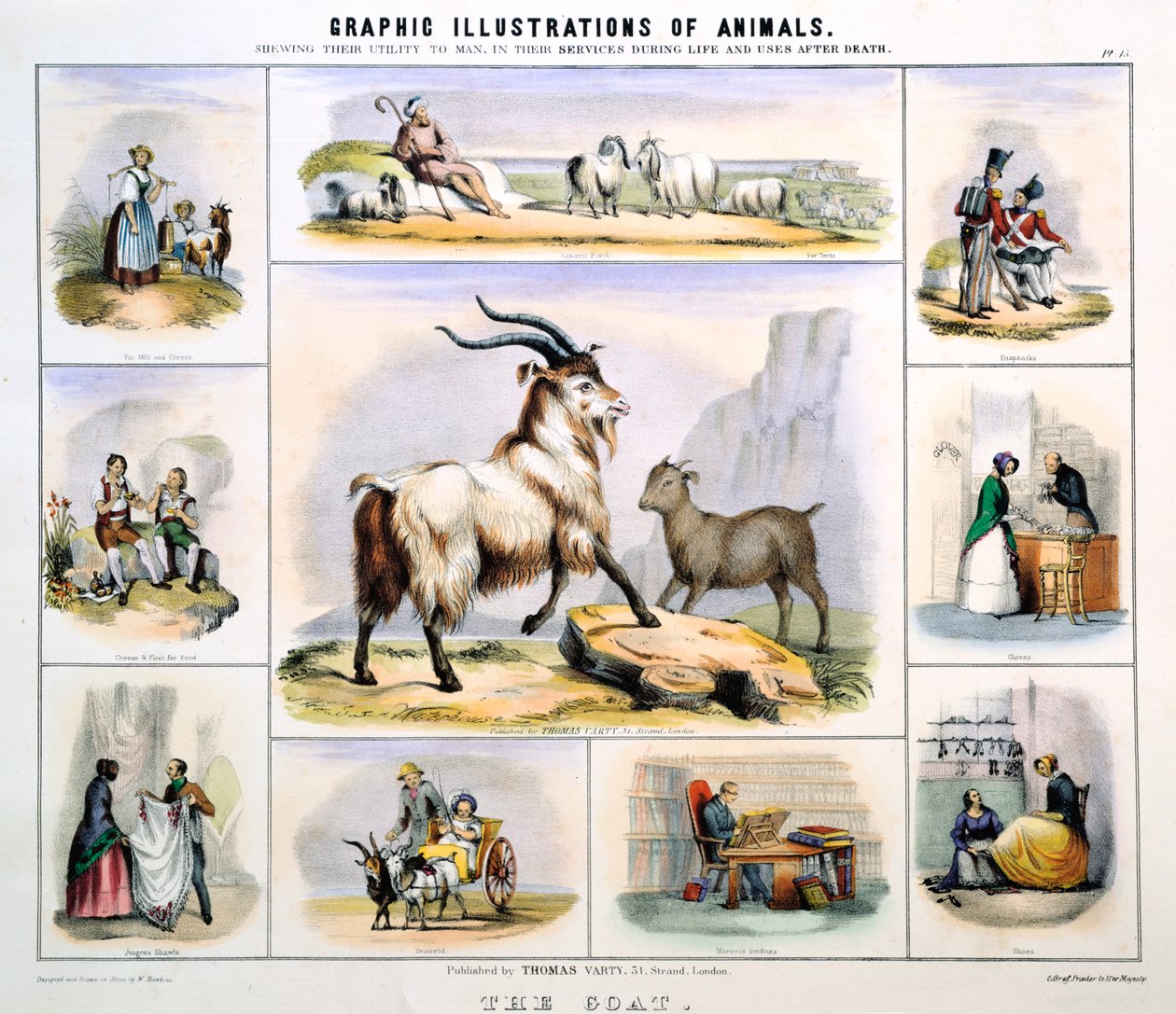 Vuohi, c1850 tekijältä Benjamin Waterhouse Hawkins