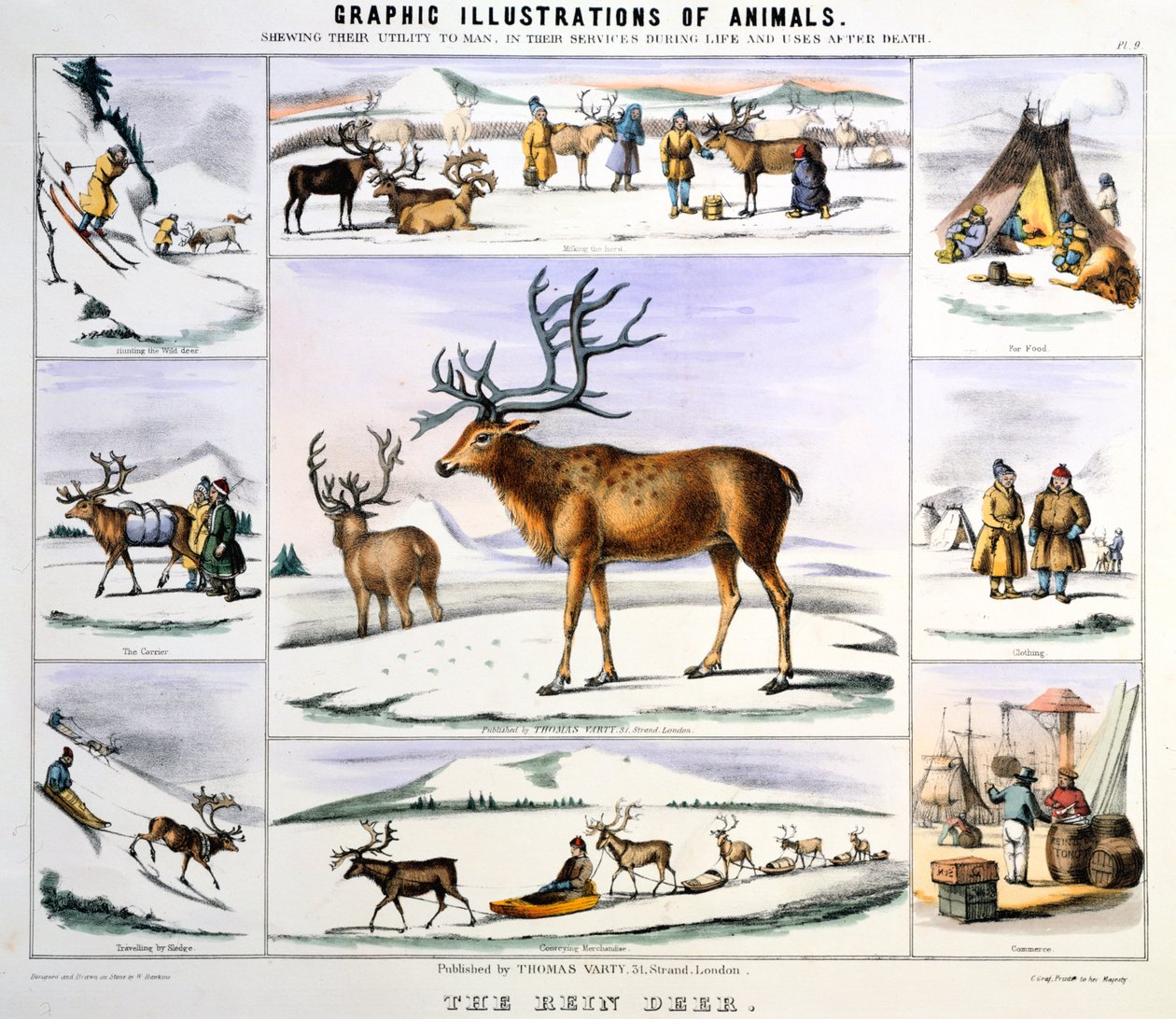 Poro, c1850 tekijältä Benjamin Waterhouse Hawkins
