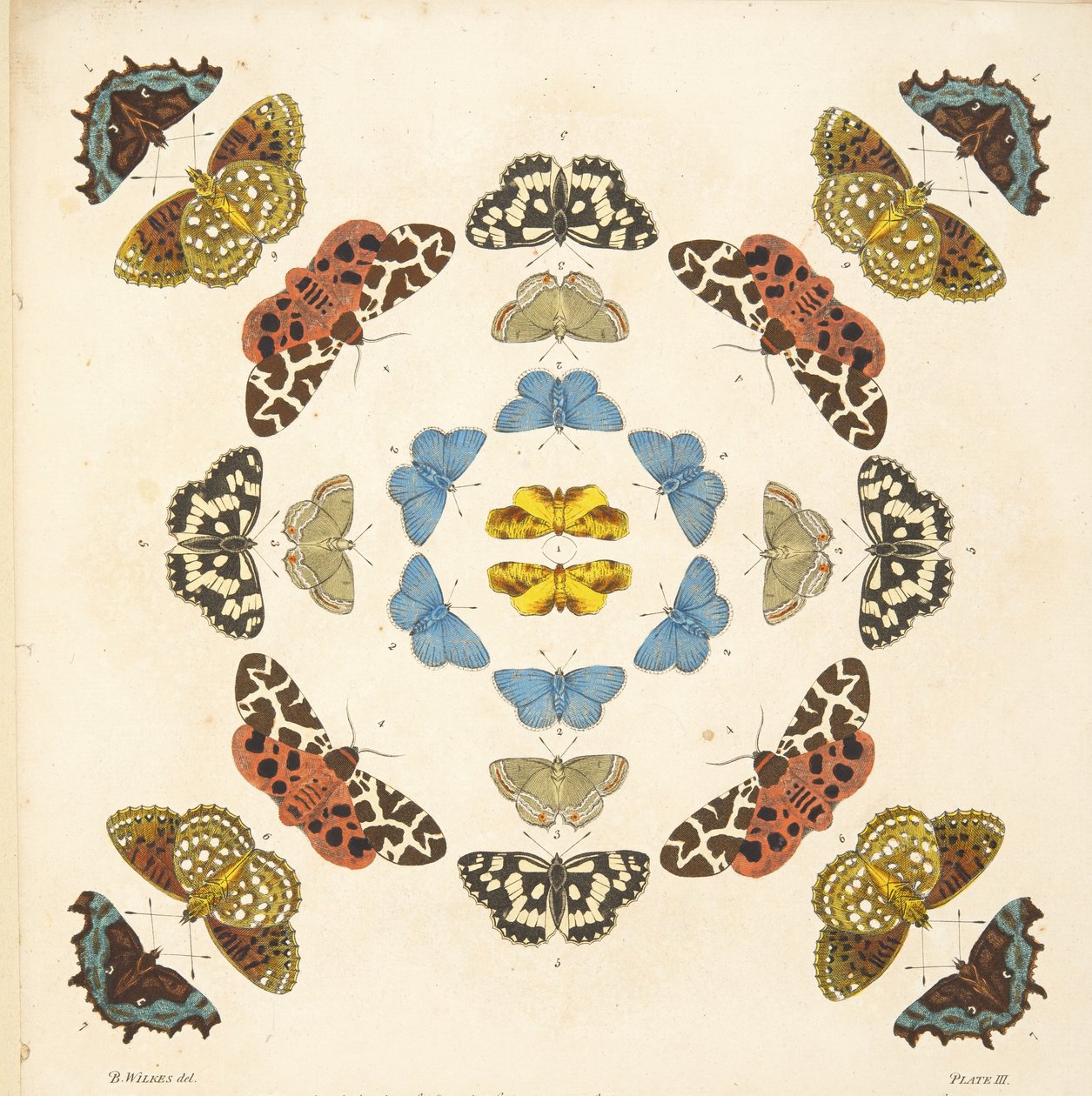 Yksityiskohta taulusta III, teoksesta A Rare Depiction of Butterflies and Moths, pub. 1764 (käsin väritetty kaiverrus). tekijältä Benjamin Wilkes