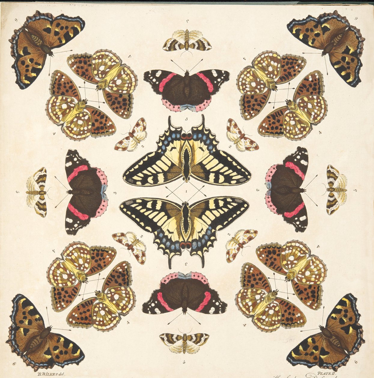 Yksityiskohta taulusta II, teoksesta A Rare Depiction of Butterflies and Moths, pub. 1764 (käsin väritetty kaiverrus). tekijältä Benjamin Wilkes