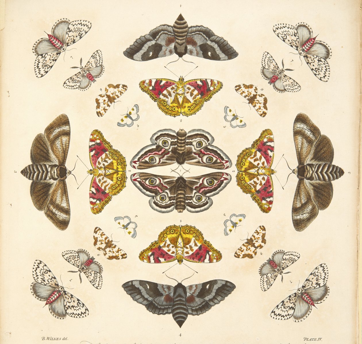 Yksityiskohta taulusta IV, teoksesta A Rare Depiction of Butterflies and Moths, pub. 1764 (käsin väritetty kaiverrus). tekijältä Benjamin Wilkes