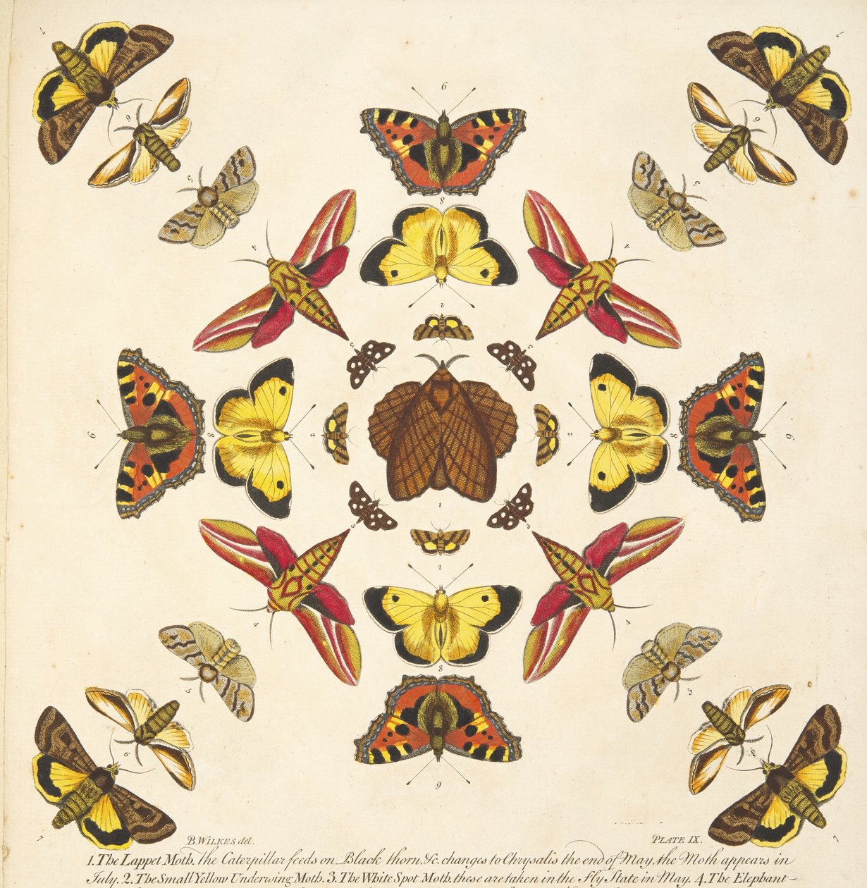 Yksityiskohta levyltä IX, julkaisusta A Rare Depiction of Butterflies and Moths, pub. 1764 (käsinvärinen kaiverrus) tekijältä Benjamin Wilkes