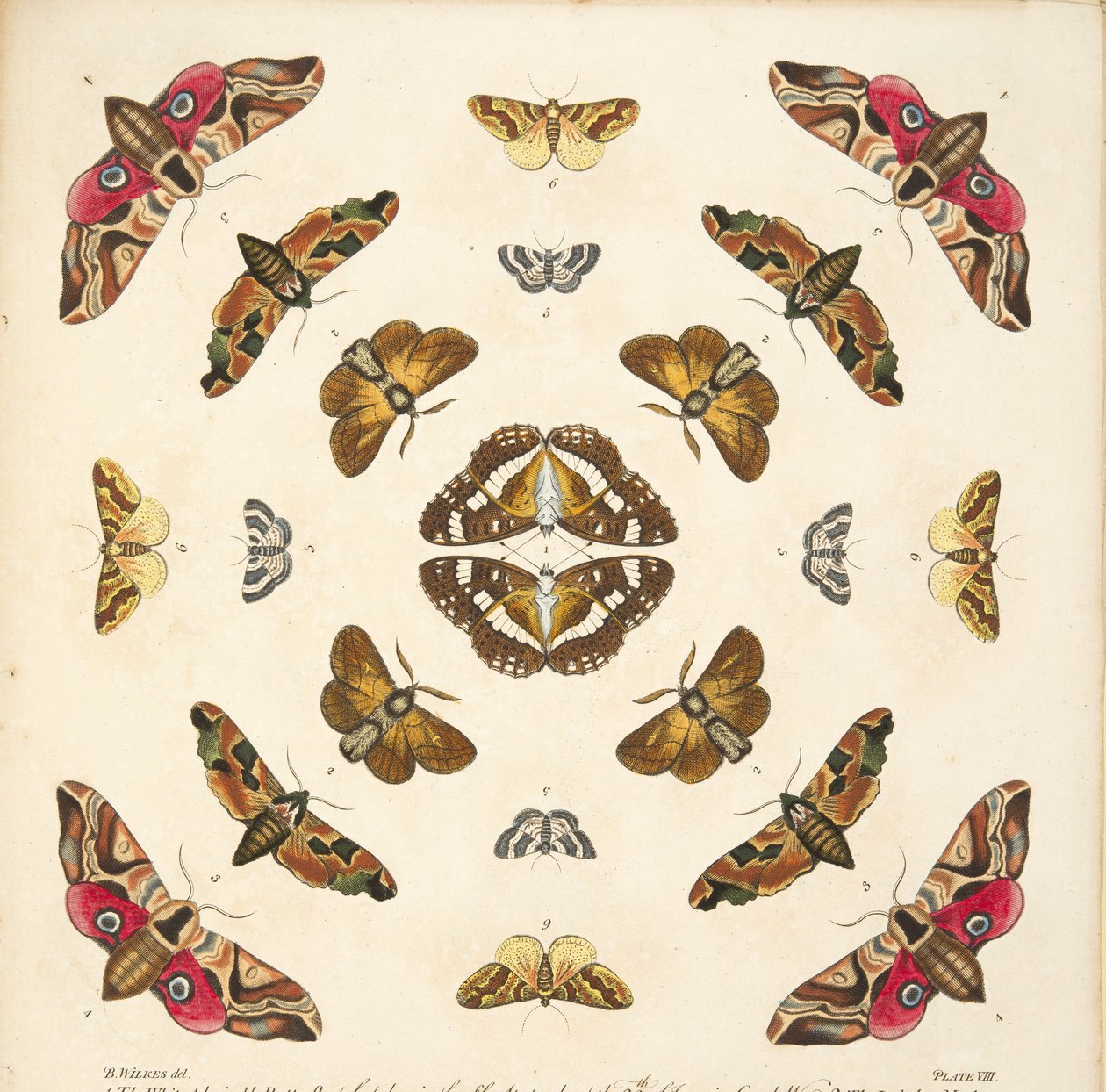 Yksityiskohta taulusta VIII, teoksesta A Rare Depiction of Butterflies and Moths, pub. 1764 (käsin väritetty kaiverrus). tekijältä Benjamin Wilkes