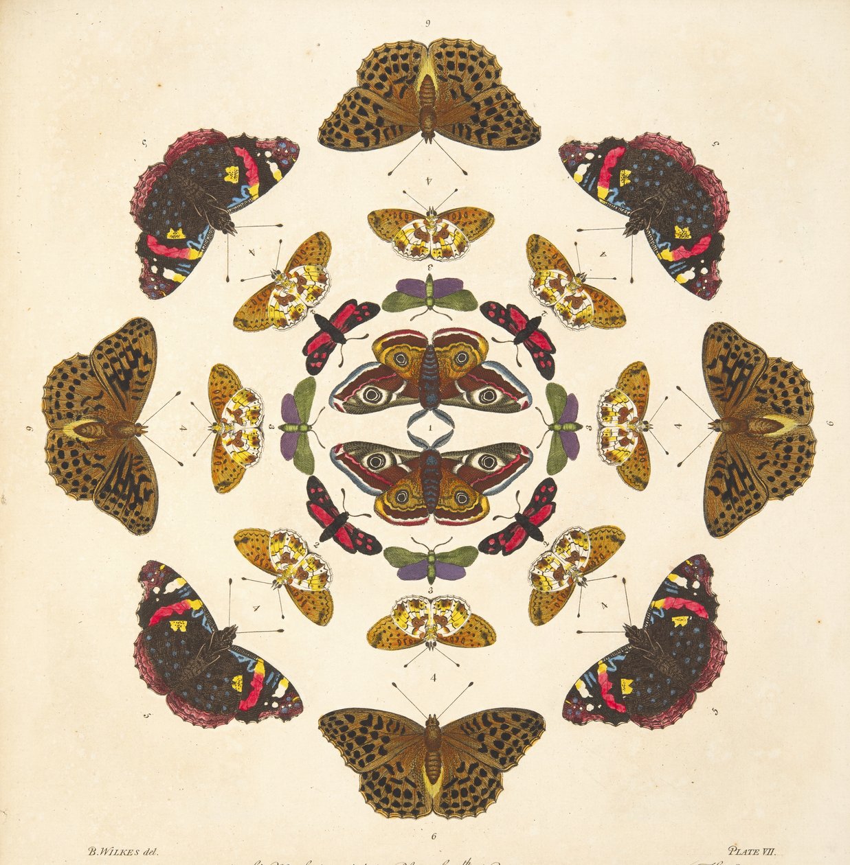 Yksityiskohta taulusta VII, teoksesta A Rare Depiction of Butterflies and Moths, pub. 1764 (käsin väritetty kaiverrus). tekijältä Benjamin Wilkes