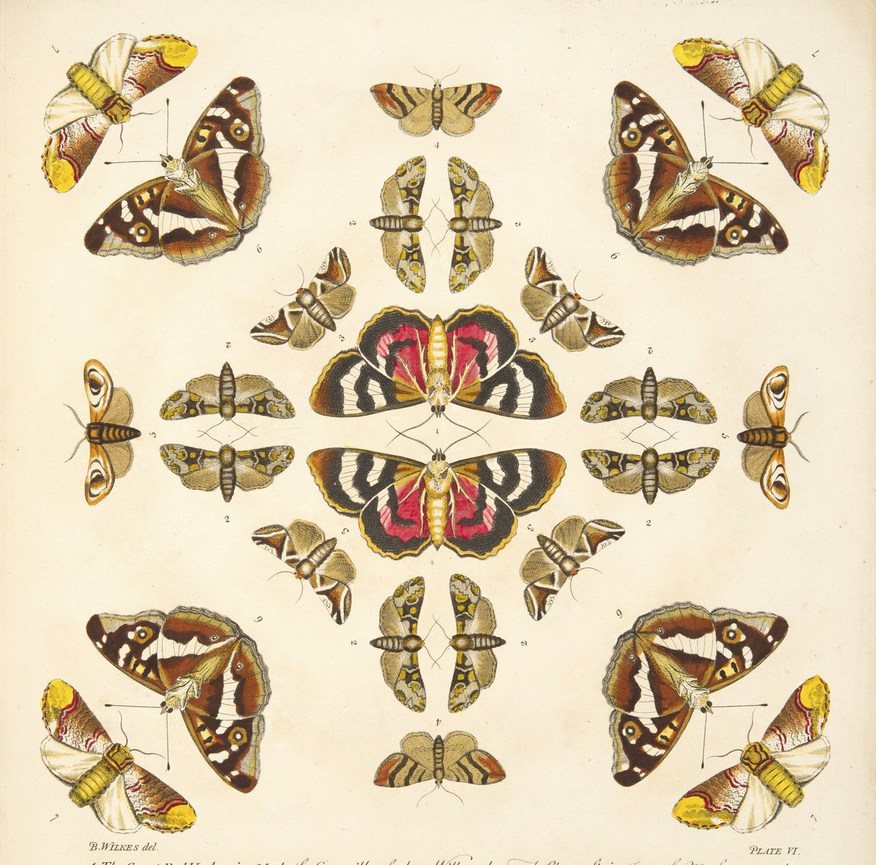 Yksityiskohta taulusta VI, teoksesta A Rare Depiction of Butterflies and Moths, pub. 1764 (käsin väritetty kaiverrus). tekijältä Benjamin Wilkes