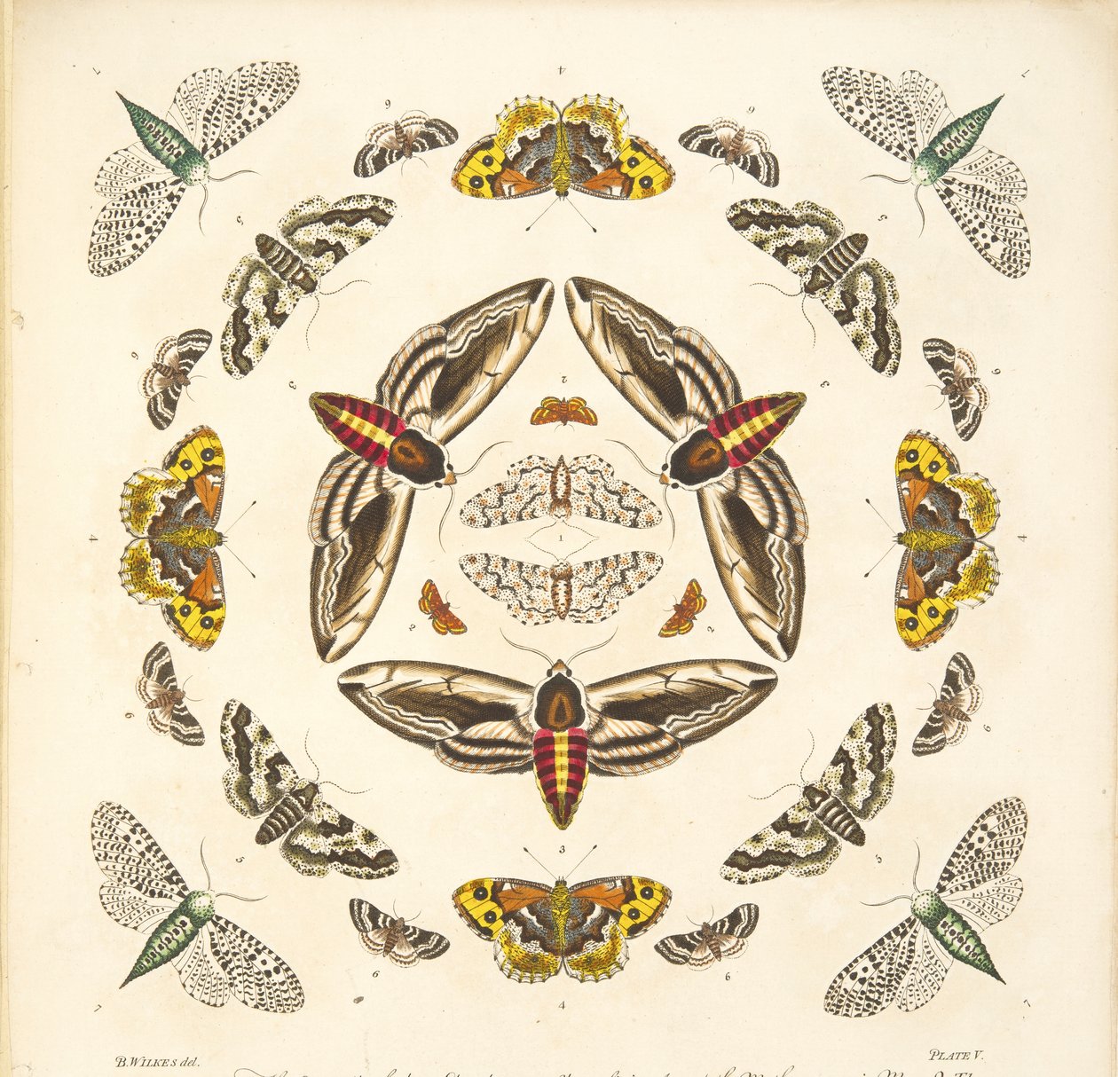 Yksityiskohta taulusta V, teoksesta A Rare Depiction of Butterflies and Moths, pub. 1764 (käsin väritetty kaiverrus). tekijältä Benjamin Wilkes