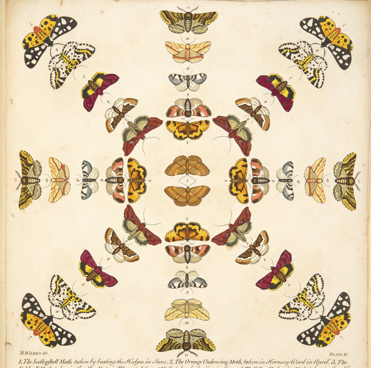 Yksityiskohta levyltä XI, julkaisusta A Rare Depiction of Butterflies and Moths, pub. 1764 (käsinvärinen kaiverrus) tekijältä Benjamin Wilkes