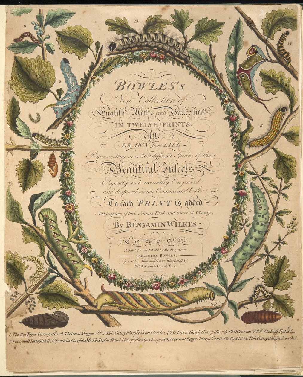Etukuva teoksesta A Rare Depiction of Butterflies and Moths, pub. 1764 (käsin väritetty kaiverrus). tekijältä Benjamin Wilkes