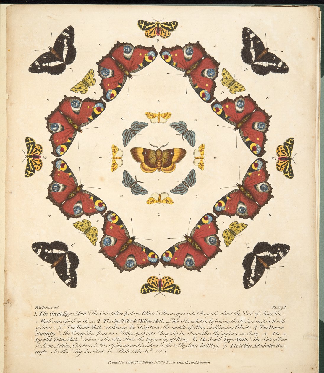 Kuva 1, teoksesta A Rare Depiction of Butterflies and Moths, pub. 1764 (käsin väritetty kaiverrus). tekijältä Benjamin Wilkes
