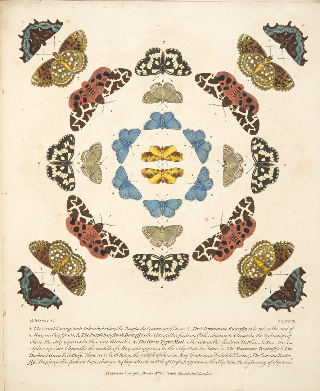 Taulu III, teoksesta A Rare Depiction of Butterflies and Moths, pub. 1764 (käsin väritetty kaiverrus). tekijältä Benjamin Wilkes