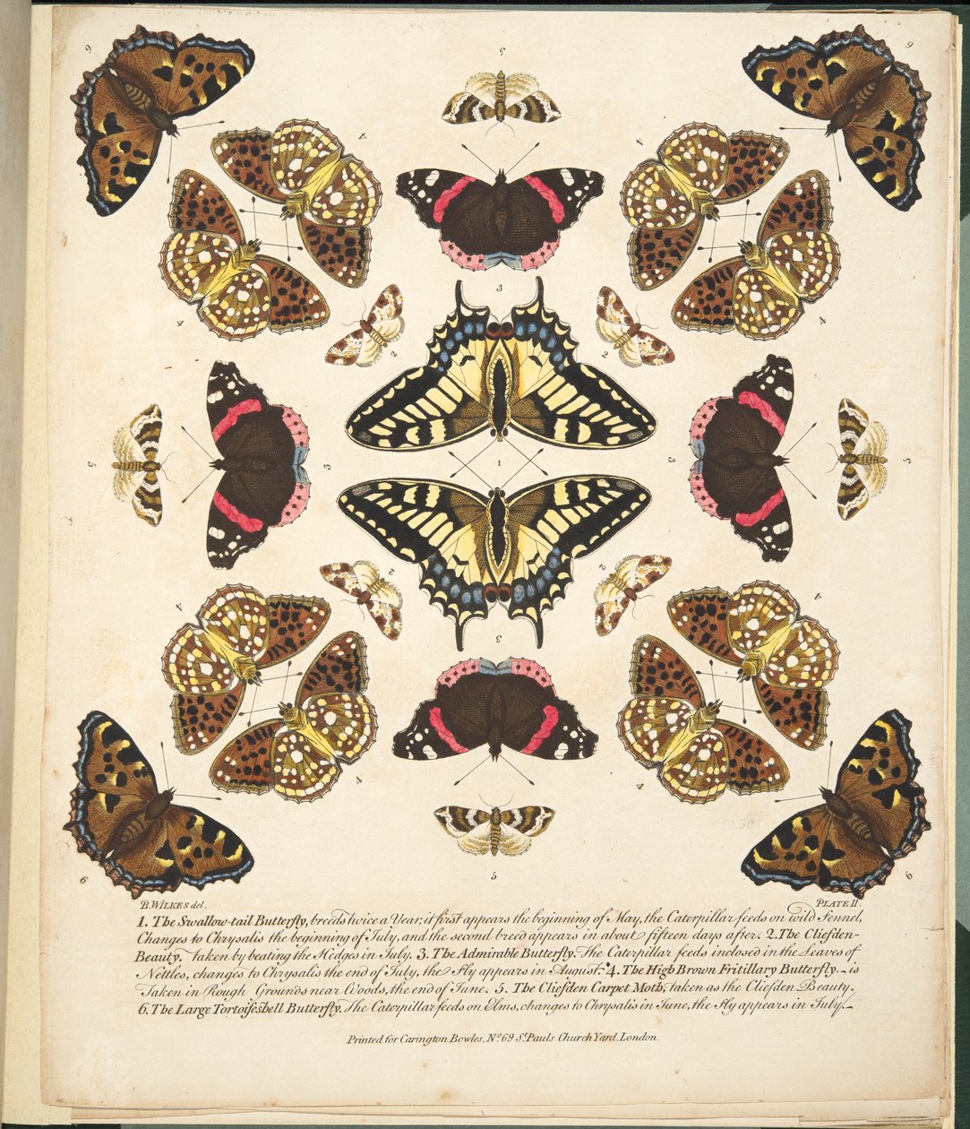Taulu II, teoksesta A Rare Depiction of Butterflies and Moths, pub. 1764 (käsin väritetty kaiverrus). tekijältä Benjamin Wilkes