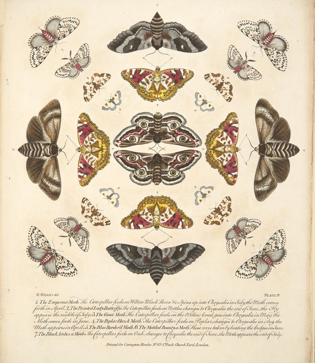 Taulu IV, teoksesta A Rare Depiction of Butterflies and Moths, pub. 1764 (käsin väritetty kaiverrus). tekijältä Benjamin Wilkes