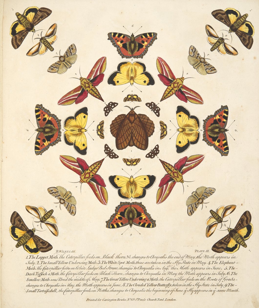 Taulu IX, teoksesta A Rare Depiction of Butterflies and Moths, pub. 1764 (käsin väritetty kaiverrus). tekijältä Benjamin Wilkes