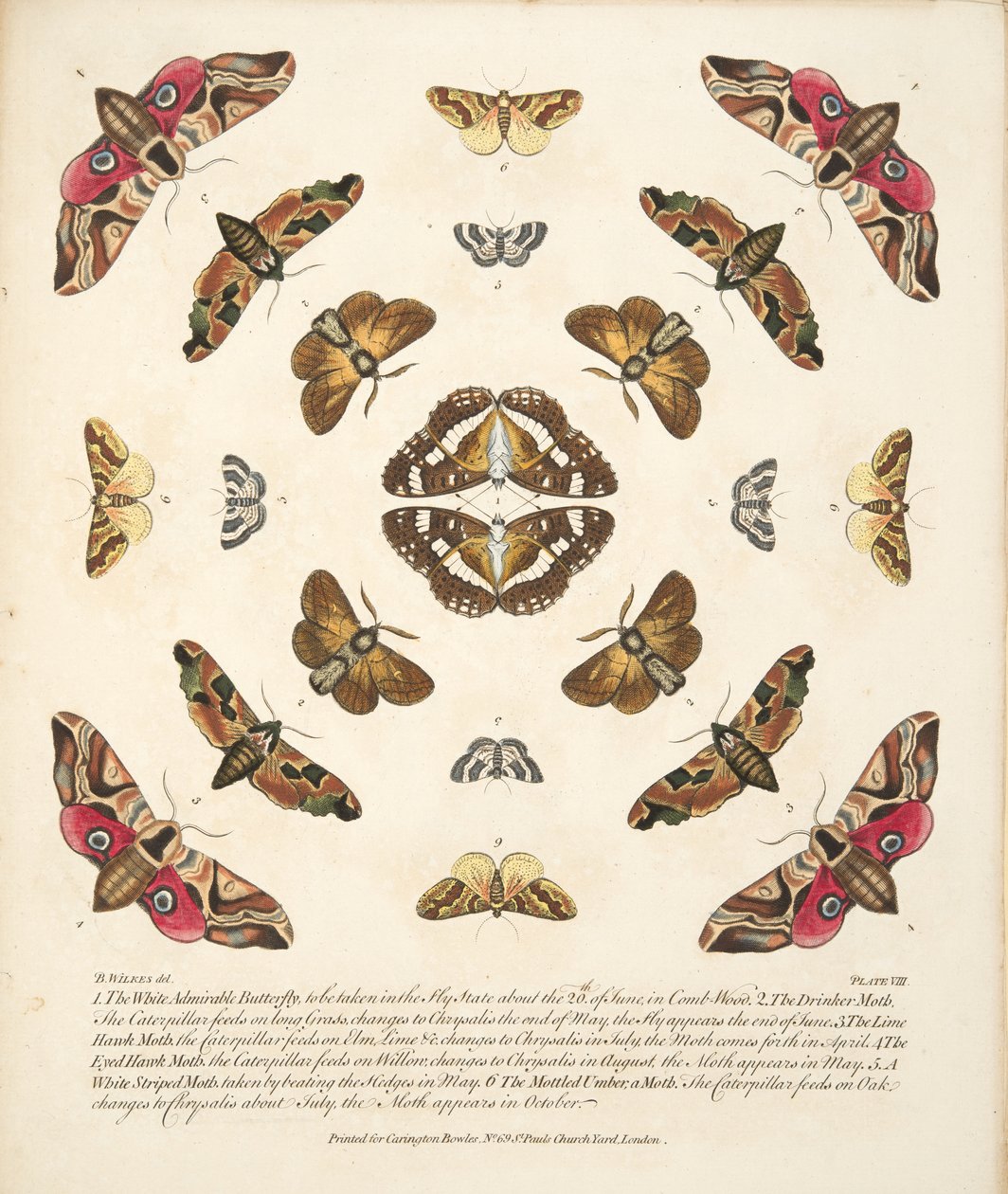Taulu VIII, teoksesta A Rare Depiction of Butterflies and Moths, pub. 1764 (käsin väritetty kaiverrus). tekijältä Benjamin Wilkes