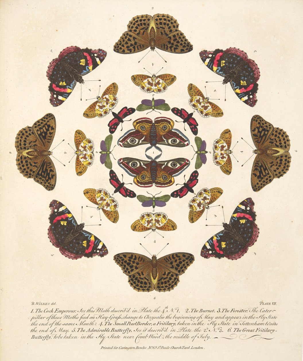 Kuva VII, teoksesta A Rare Depiction of Butterflies and Moths, pub. 1764 (käsin väritetty kaiverrus). tekijältä Benjamin Wilkes