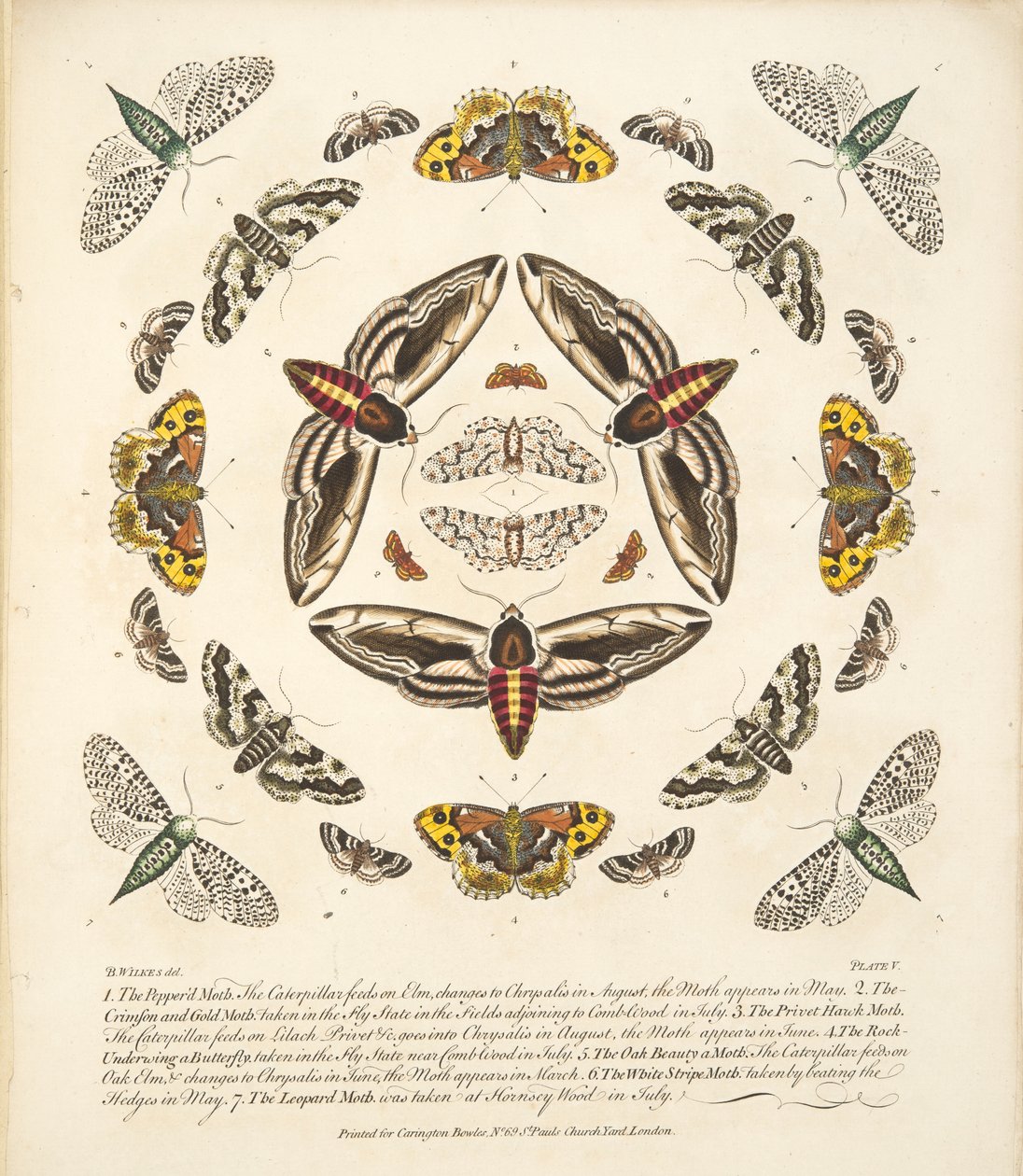 Kuvataulu V, teoksesta A Rare Depiction of Butterflies and Moths, pub. 1764 (käsin väritetty kaiverrus). tekijältä Benjamin Wilkes