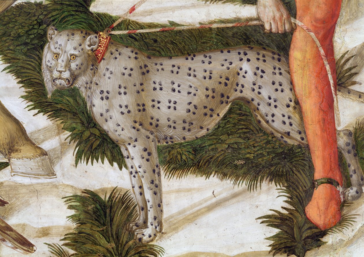 Leopardi ponnistaa hihnassa, yksityiskohta kappelin maagisten matkasta, n.1460, fresko 70601:n yksityiskohta tekijältä Benozzo di Lese di Sandro Gozzoli