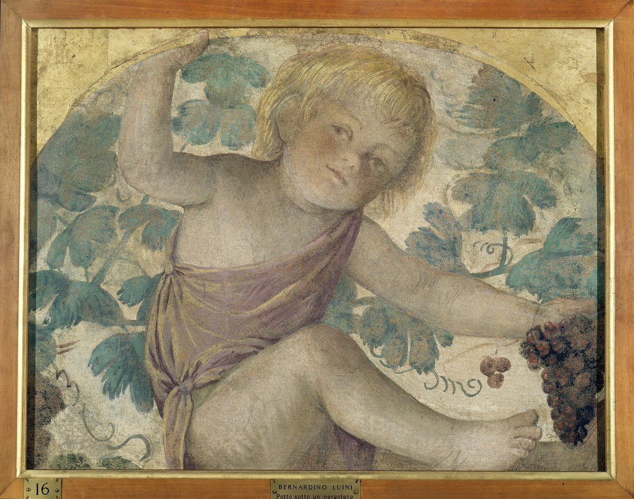 Sadonkorjuuputti - Putto pergolan alla, n. 1514 (irrotettu fresko aluksella) tekijältä Bernardino Luini