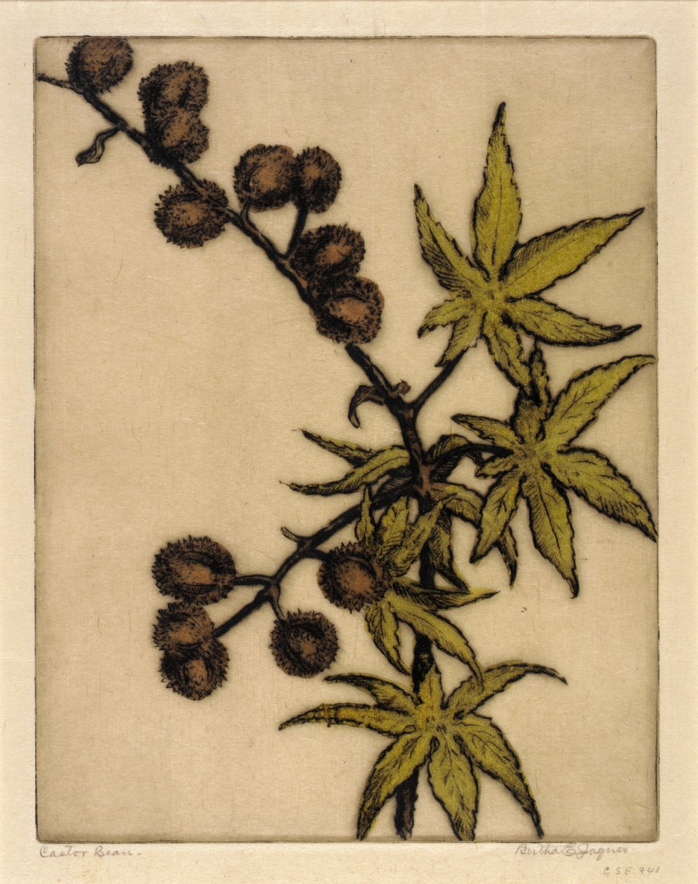 Castor Bean tekijältä Bertha E. Jaques