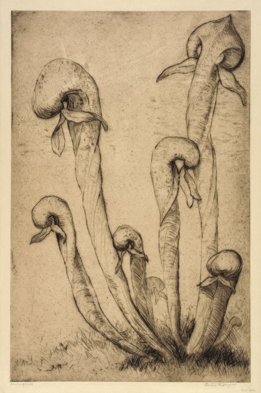Darlingtonia tekijältä Bertha E. Jaques