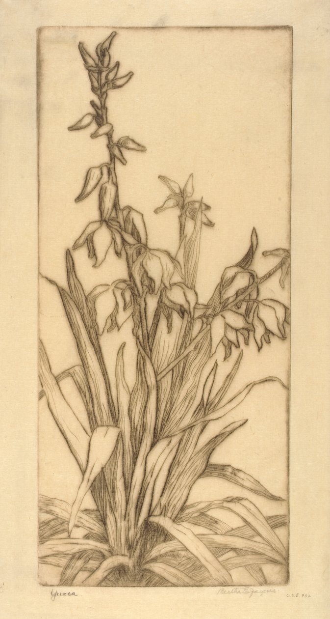 Yucca tekijältä Bertha E. Jaques