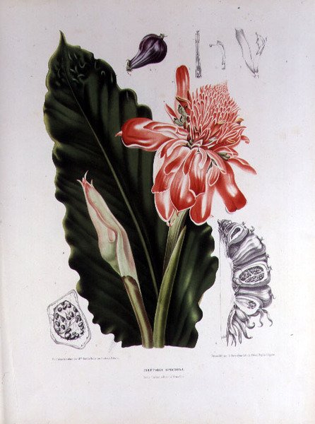 Elettaria Speciosa, kuvitus teoksesta "Fleurs, Fruits et Feuillage Choises de la Flore et da la Pomone de l