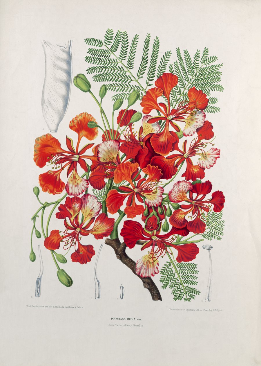 Poinciana Regia, kuva Jaavan saaren kasviston ja Pomonan valikoiduista kukista, hedelmistä ja lehdistä, kaiverrus G. Severeyns, 1885 (värillinen kromolitografia) tekijältä Berthe Hoola van Nooten