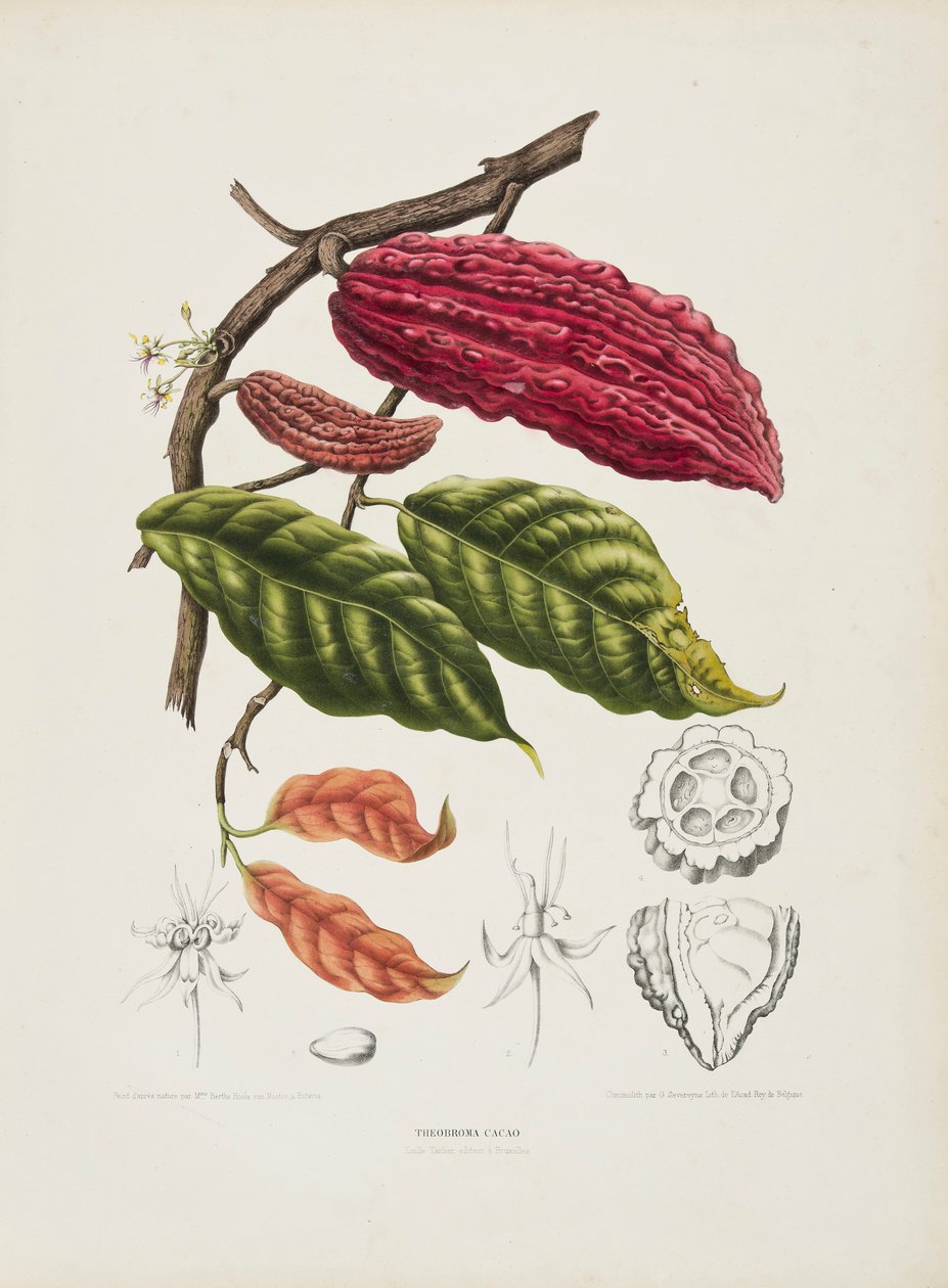 Theobroma, kaakaopuu, 1840-1890. tekijältä Berthe Hoola van Nooten
