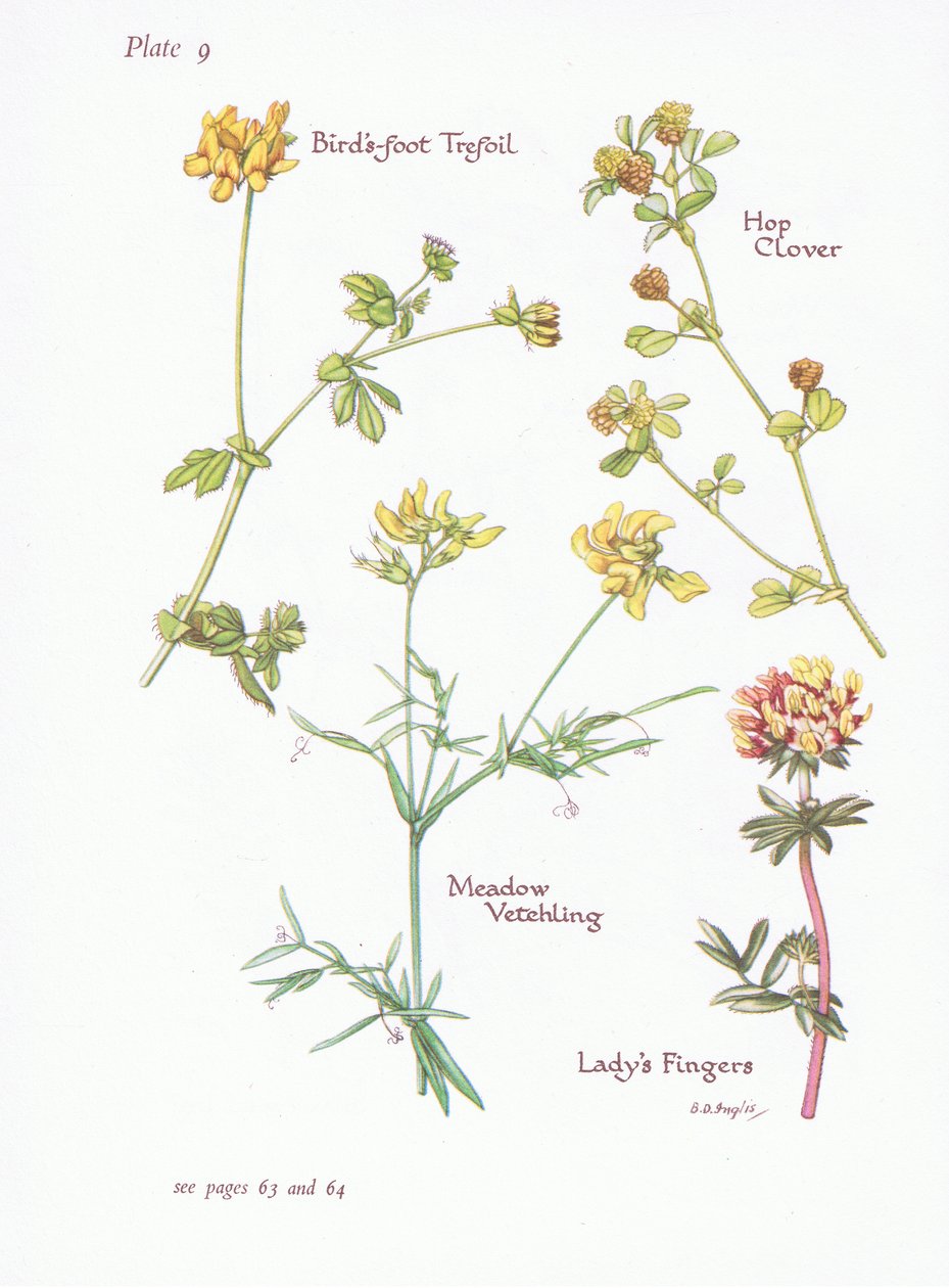 Birds Foot Trefoil, Ladys Fingers, Humala-apila, Meadow Vetchling, 1951 tekijältä Bessie D. Inglis