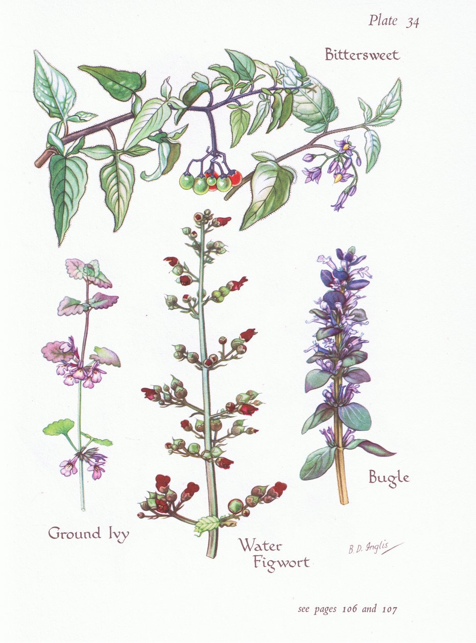 Bittersweet, Ground Ivy, Bugle, Water Figwort, 1951 tekijältä Bessie D. Inglis