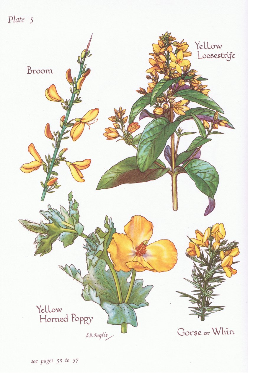 Luuta, Gorse, Whin or Furze, Keltainen Loosestrife, Keltainen unikko, 1951 tekijältä Bessie D. Inglis